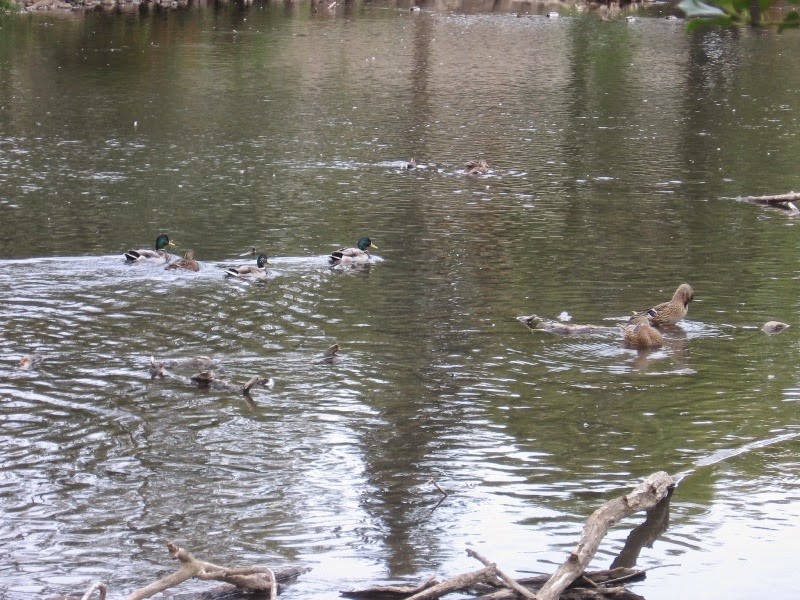 [IMG_3826-Mallard-Ducks-in-Mill-Creek.jpg]