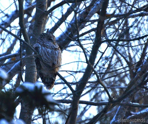1. barred owl in yard-kab