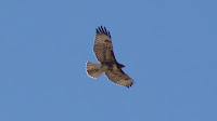 DSC02897.jpg