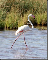 October 20, 2012 flamingo