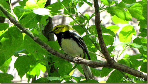 Black-throated Green warbler