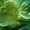  Snorkel Buck Island Reef 