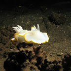 Nudibranch (Dauin, Negros)