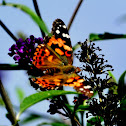 American Lady Butterfly