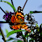 American Lady Butterfly