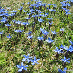 C 3 Blegoš IMG_0253.jpg