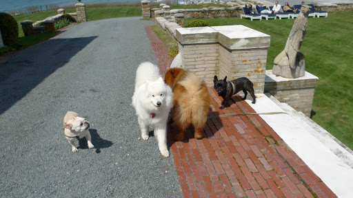 It's quite all right if the three of you want to sniff me!  When people meet, they might shake hands.  We're all about sniffing!