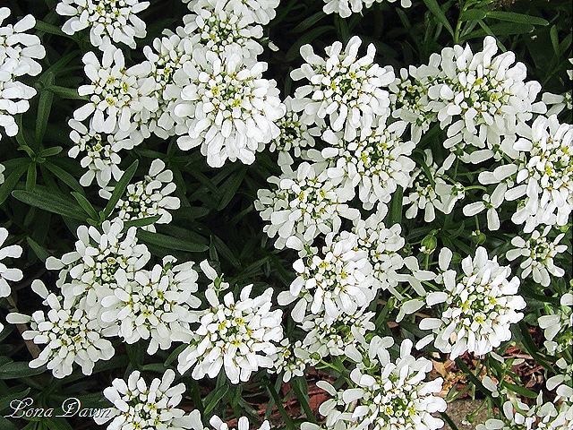 [Candytuft_Iberis_White%255B8%255D.jpg]