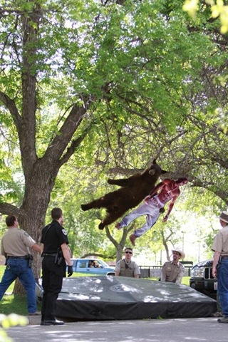 [falling-bear-meme-7%255B2%255D.jpg]