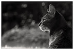 Abessinierkater Paul