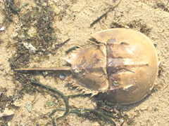 Wellfleet 8.18.2012 horseshoe crab shell2