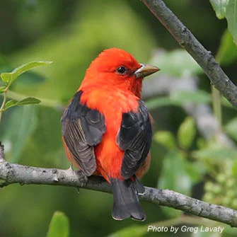 scarlet Tanager