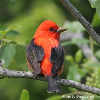 scarlet Tanager scarlet Tanager