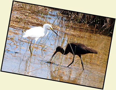 13c - On the trail - Snowy Egret and Glossy Ibis
