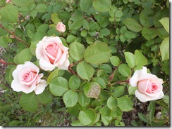 DSCF0515 DSCF0515