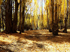 Just like picture in Central Otago