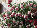 P1090035.JPG