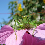Animals and Plants IV