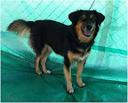 SABRINA. Hembra 8 años. Amorosa, tranquila, juguetona