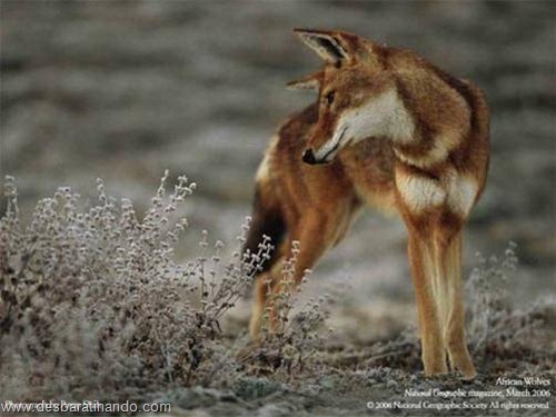 animais national geographic desbaratinando  (39)