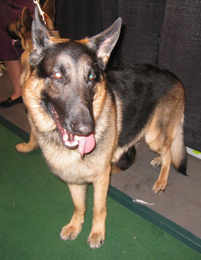 German Shepherd