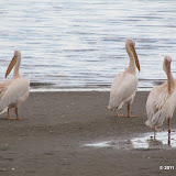 Great White Pelican (Pelecanus onocrotalus)
