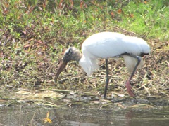 Florida 2013 Sanibel wood stork1