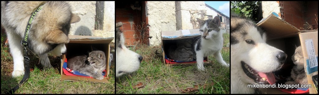 [Kittens%2520in%2520a%2520box%255B4%255D.jpg]
