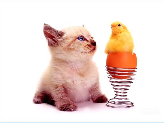 Image Dimension: 512x385 :: I am love these Cats I am love these Cats