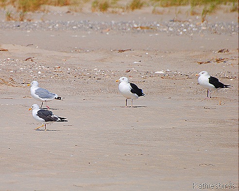 3. gulls on south Beach-kab