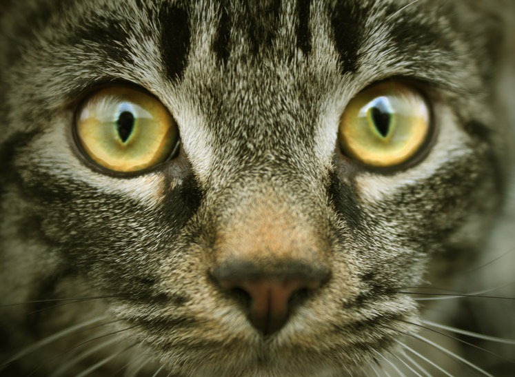 [into_the_eyes_of_the_animal_by_schweigart-d37cxev%255B11%255D.jpg]