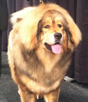 Tibetan Mastiff