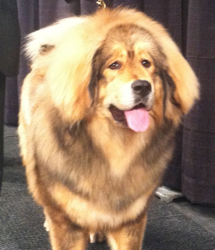 Tibetan Mastiff