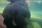 Hippo, San Diego Zoo