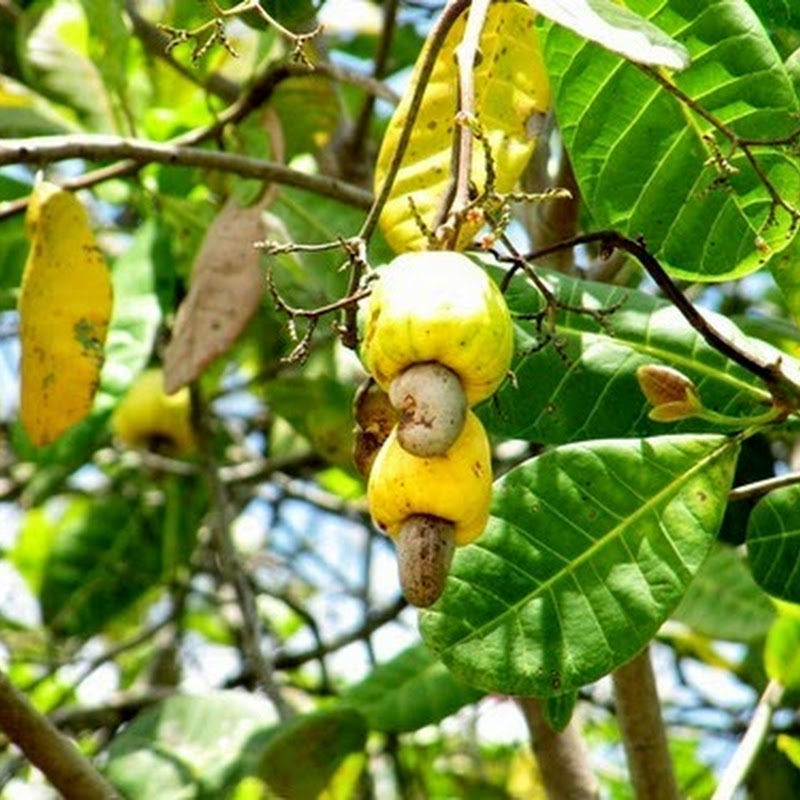 Sri Lanka Boost for cashew cultivation in Kurunegala Cashew market