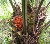 taksonomi kelapa sawit