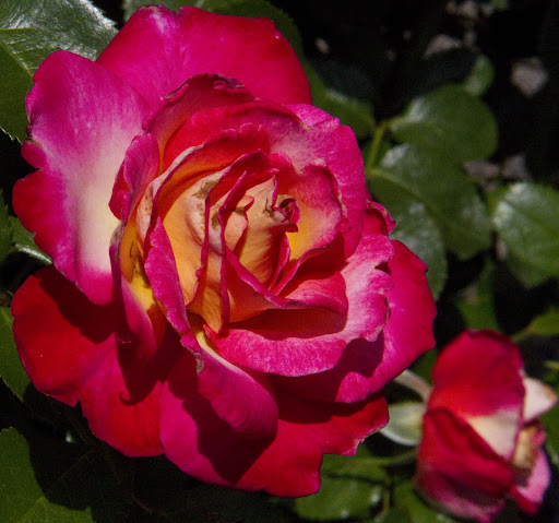 Essay contest for Mothers Day