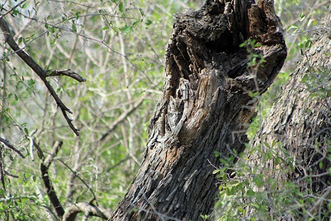Screech Owl Bentsen SP Screech Owl Bentsen SP