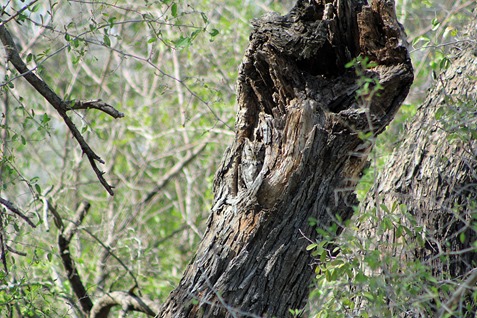 Screech Owl Bentsen SP