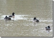 tufted ducks