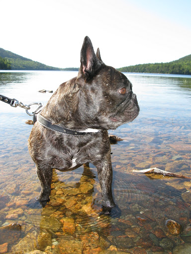 Jordan Pond covers 187 acres, with a maximum depth of 150 feet, and a shoreline of 3.6 miles.  That's a nice trek!  No wonder Martha likes hiking around it!
