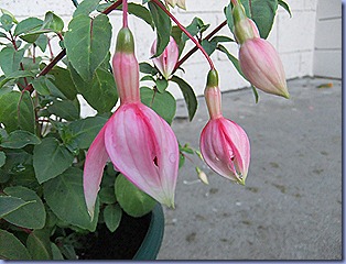 DSCF1926