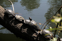 More Turtles Photo