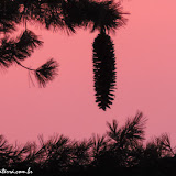 Pinha de Redwood em Sunset Point -  Sequoia e Kings Canyon NP, California. EUA