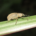 Weevil