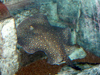 A ray at the Shark Reef Aquarium at Mandalay Bay.