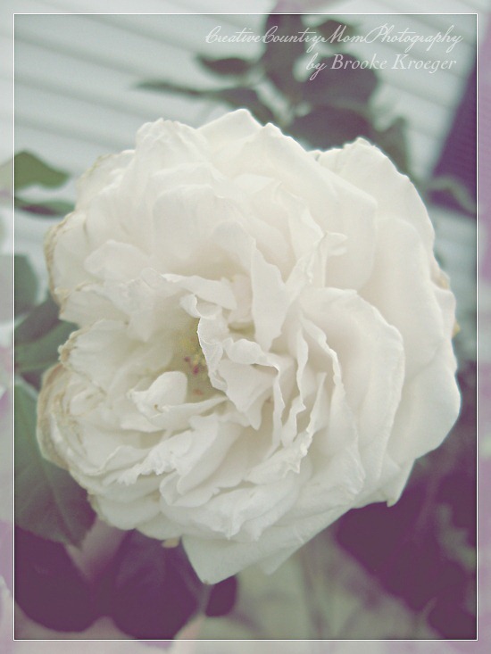 IMG_1784 copy