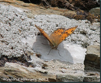 wall-butterfly