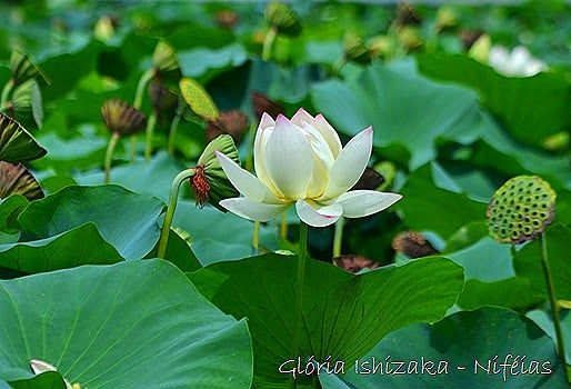 Glória Ishizaka - flores 77