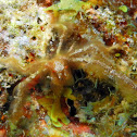 Orangutan Crab